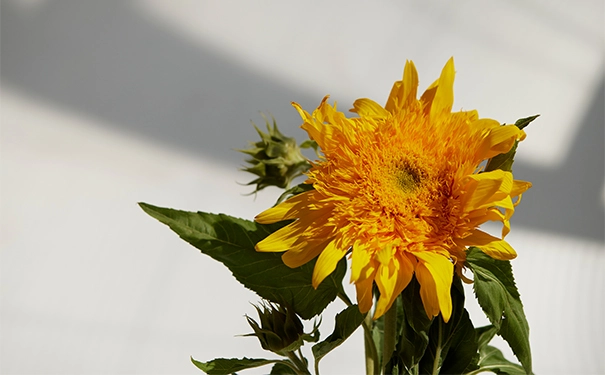 太陽(yáng)花可以越冬嗎